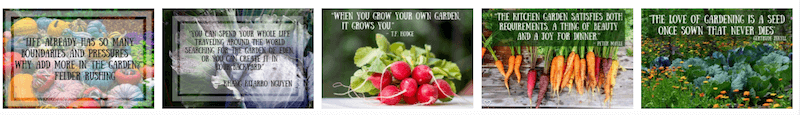 Organic Vegetable Gardening Social Media Graphics